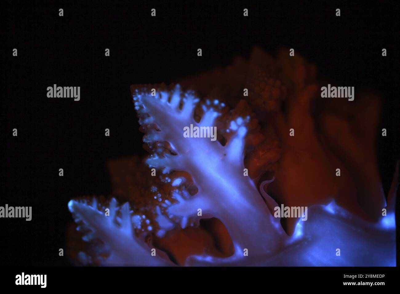 Preliminary Blood Tests In Forensic Investigations - Scientist Who Draws - Foto 13