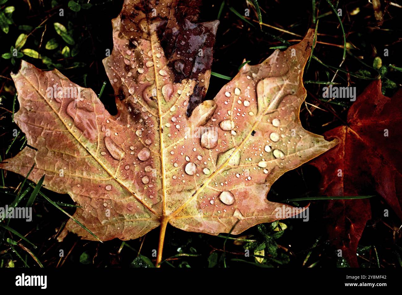 One red sugar maple leaf hi-res stock photography and images - Alamy