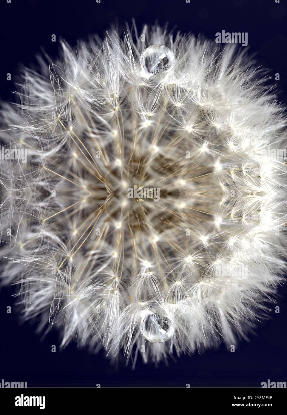 Closeup photograph of dandelion hi-res stock photography and images - Alamy