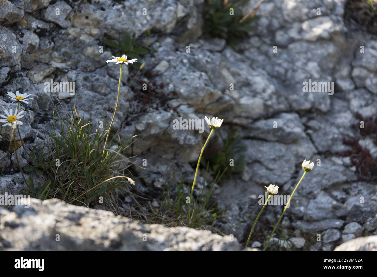 Flowers on a rock face Stock Photo - Alamy