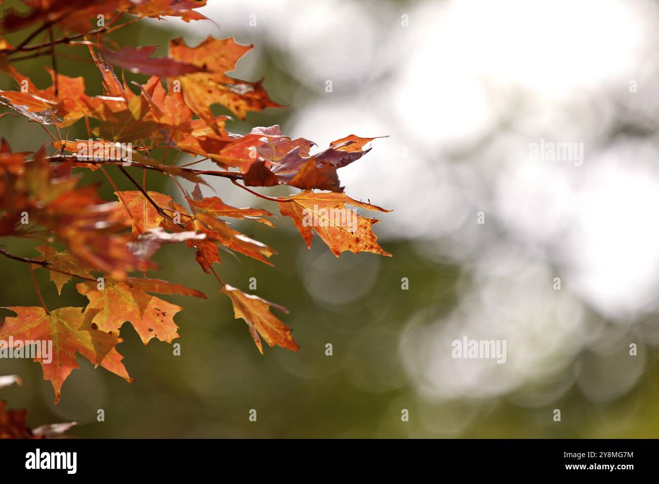 Autumn Leaves Sugar Maple red and orange color Stock Photo - Alamy