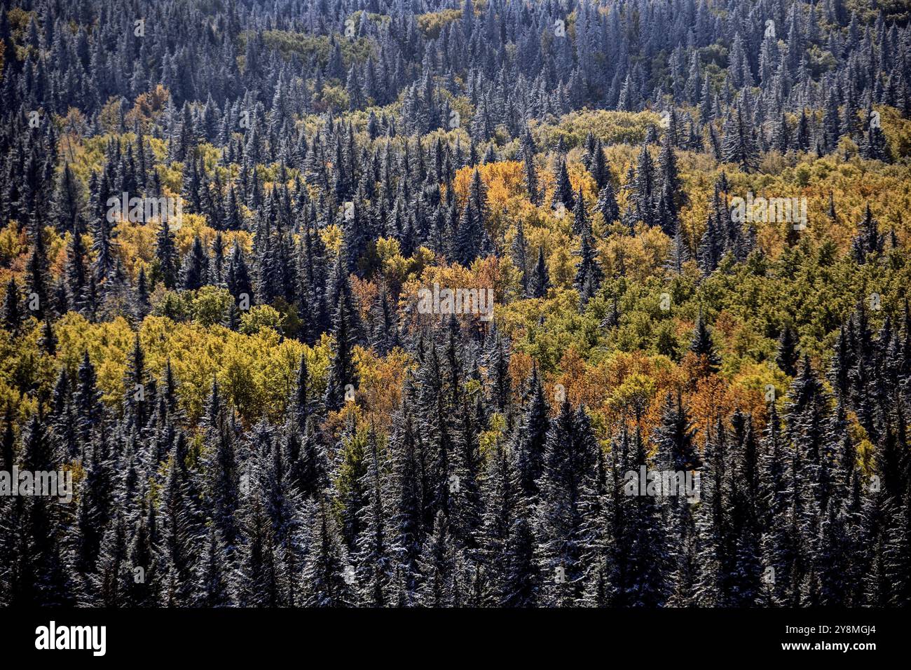Cypress Hills First Snowfall Alberta Saskatchewan Canada Stock Photo