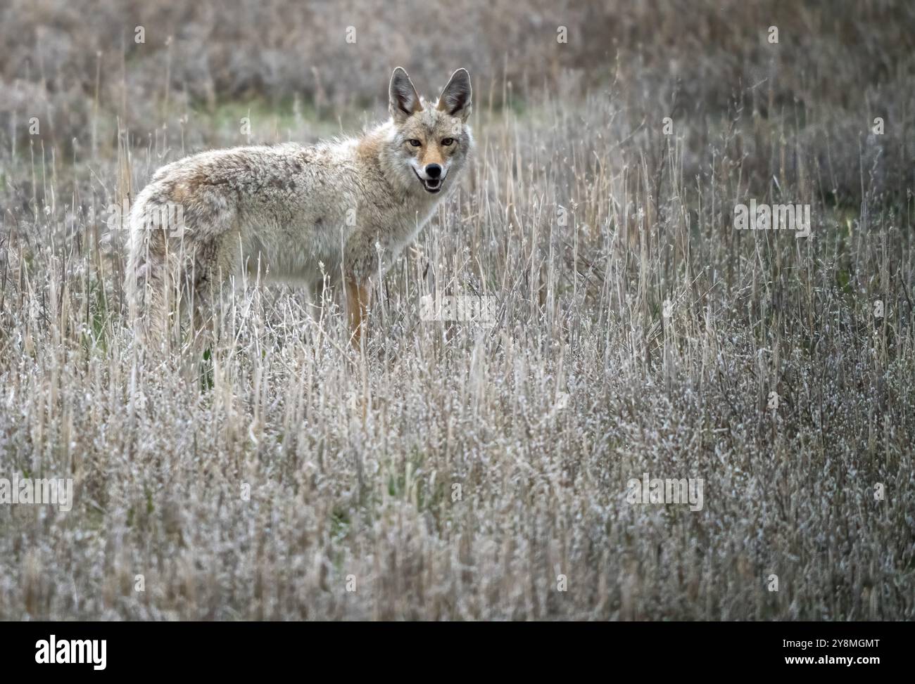 Prairie Coyote Canada wild animal in Saskatchewan rural Stock Photo