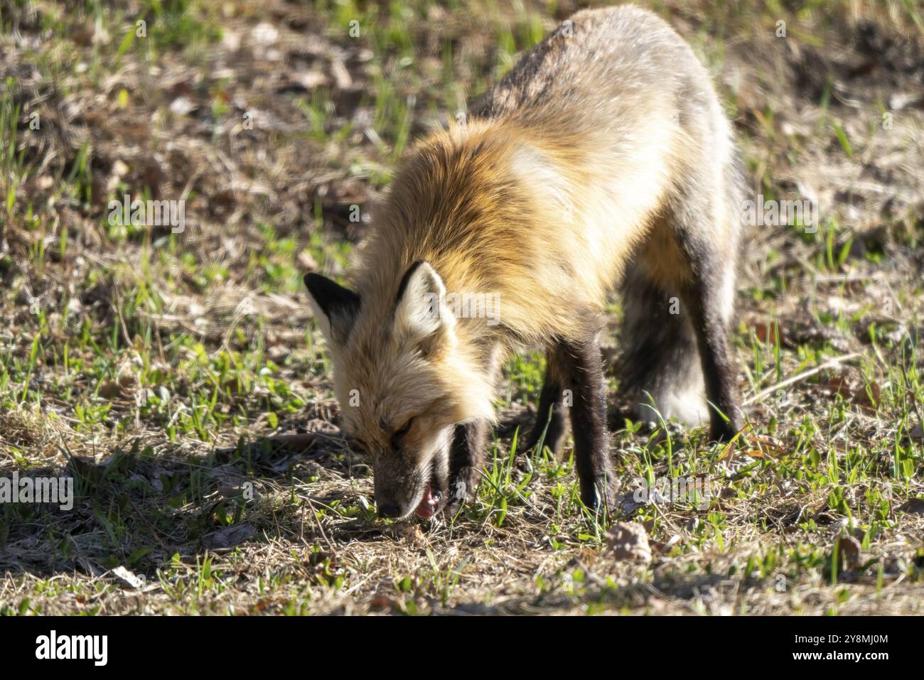 Red Fox Hunting Canada in Northern Saskatchewan Stock Photo - Alamy