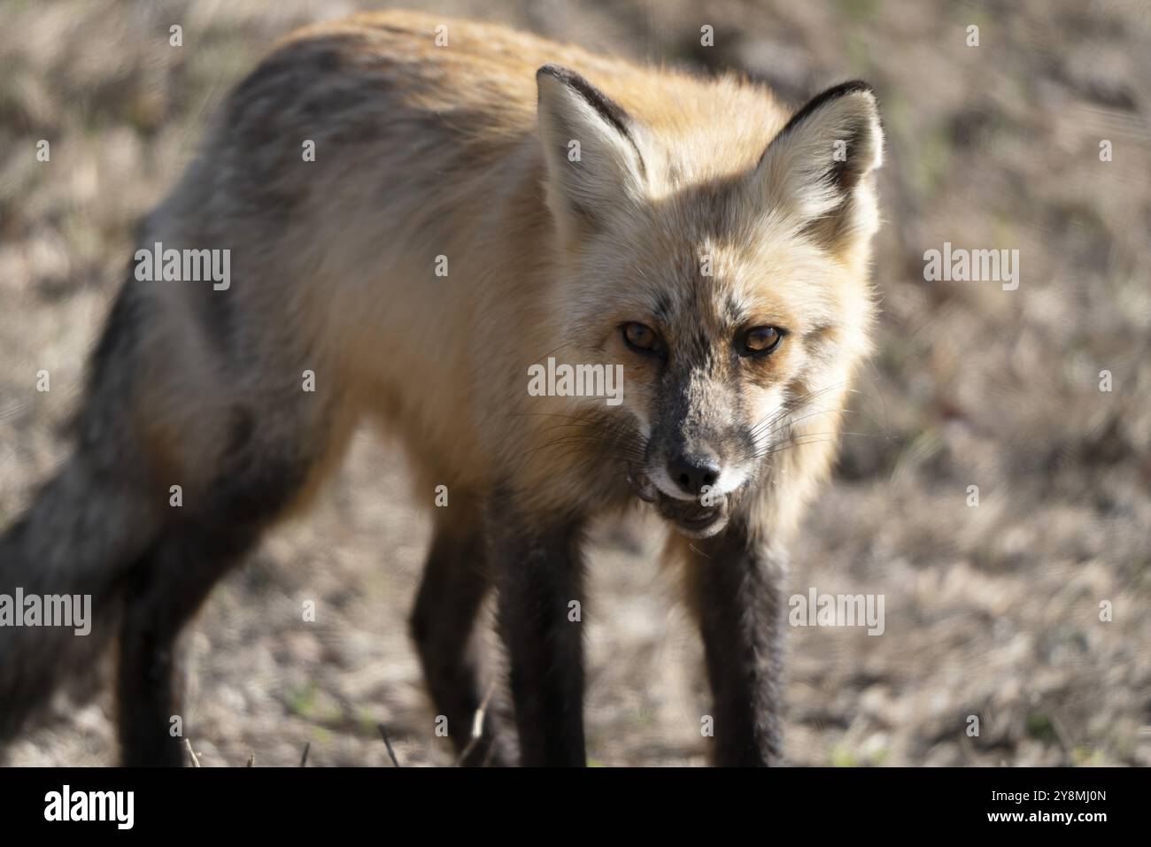 Red Fox Hunting Canada in Northern Saskatchewan Stock Photo