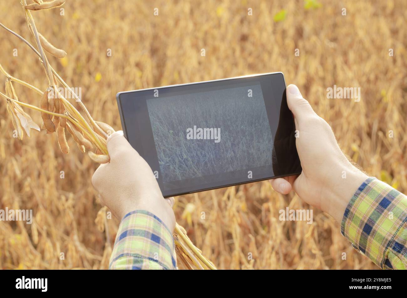 Farmer using tablet computer for inspecting soy at field Stock Photo