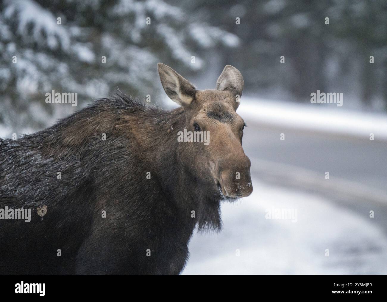 Moose in the Snow in Riding Mountain Provincial Park Canada Stock Photo ...