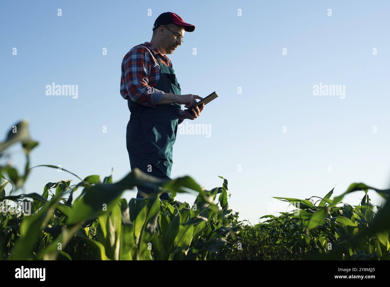 Caucasian middle age farm worker using tablet computer at maize field Stock Photo