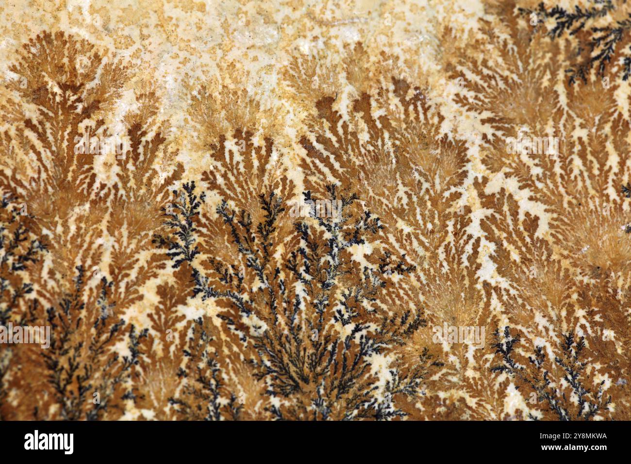 Solnhofer hi-res stock photography and images - Alamy
