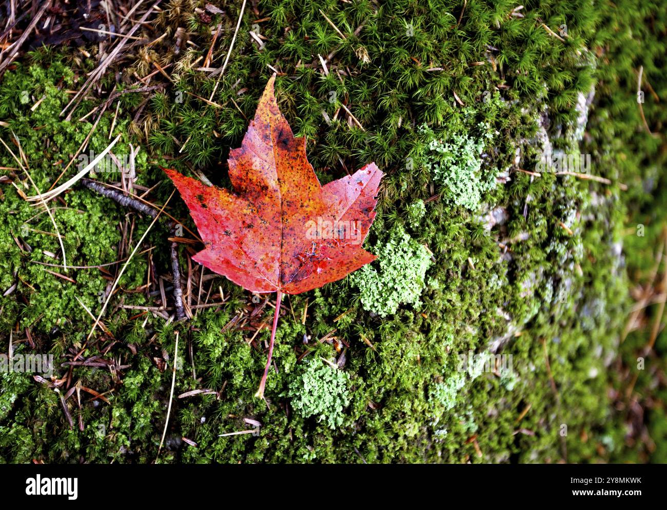One red sugar maple leaf hi-res stock photography and images - Alamy