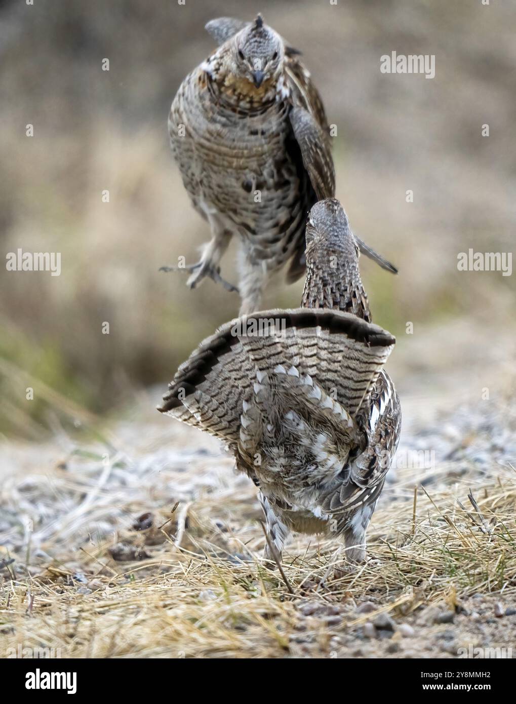 Ruffed Grouse Saskatchewan in Lek Mating Dance Ritual Stock Photo
