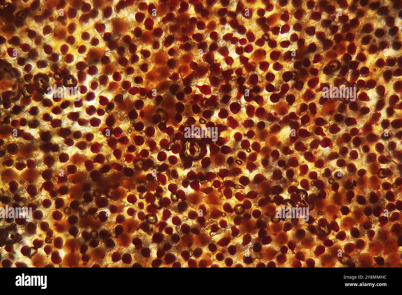 Cells of Flower leaf of a tagetes blossom under the microscope Stock Photo