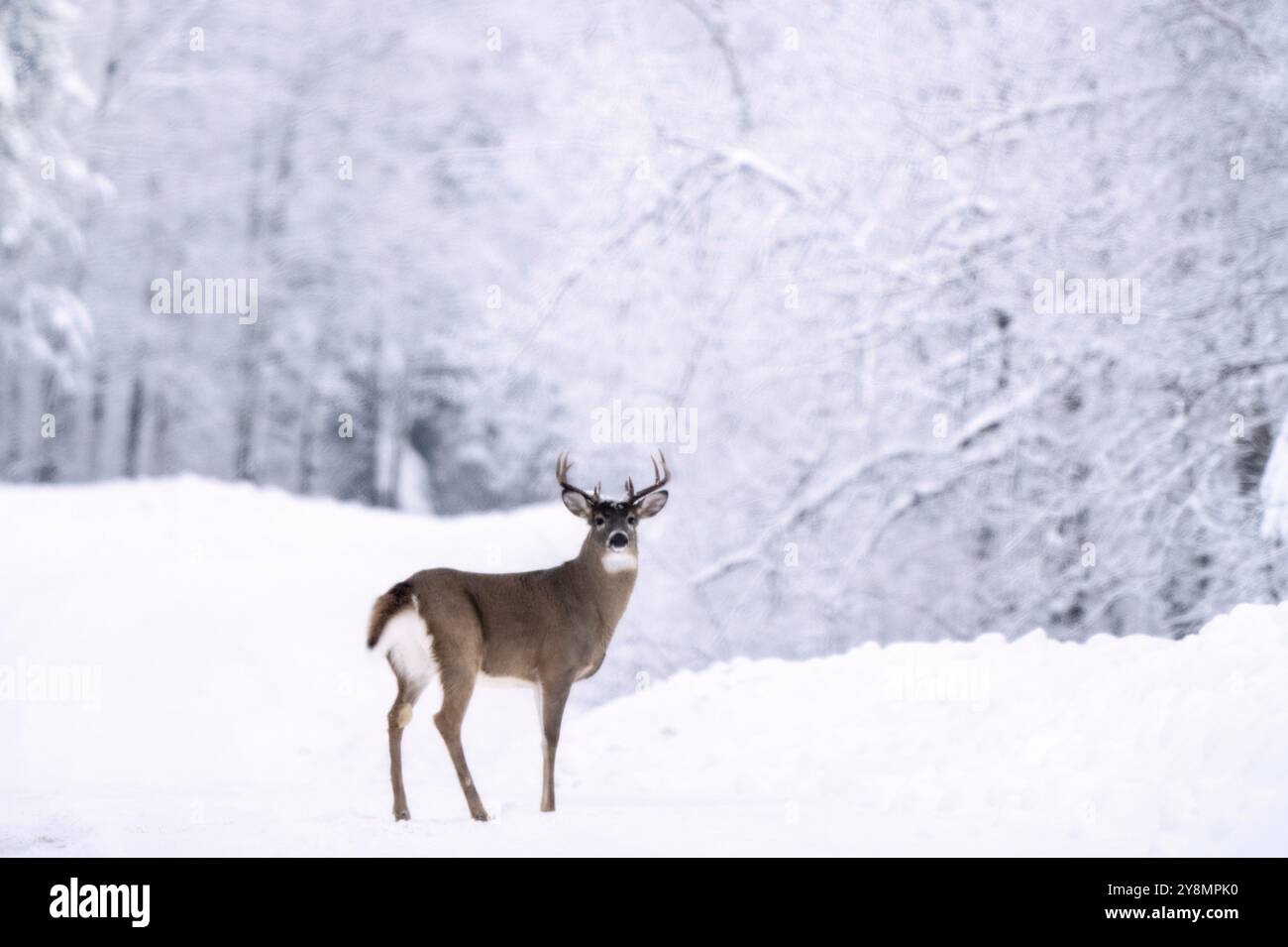 Moose in the Snow in Riding Mountain Provincial Park Canada Stock Photo ...