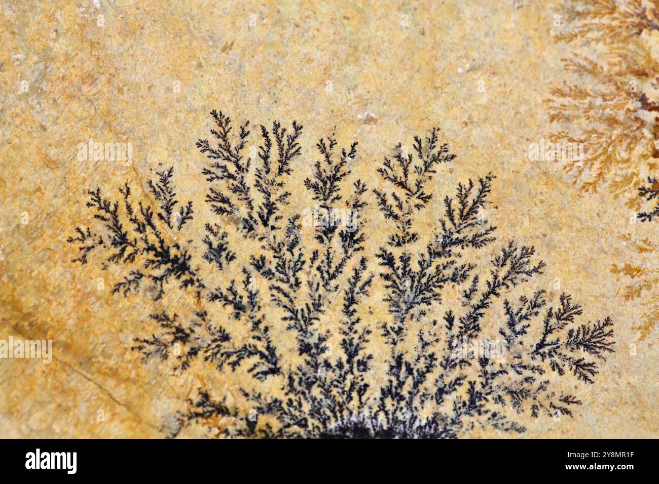 Solnhofer plate hi-res stock photography and images - Alamy