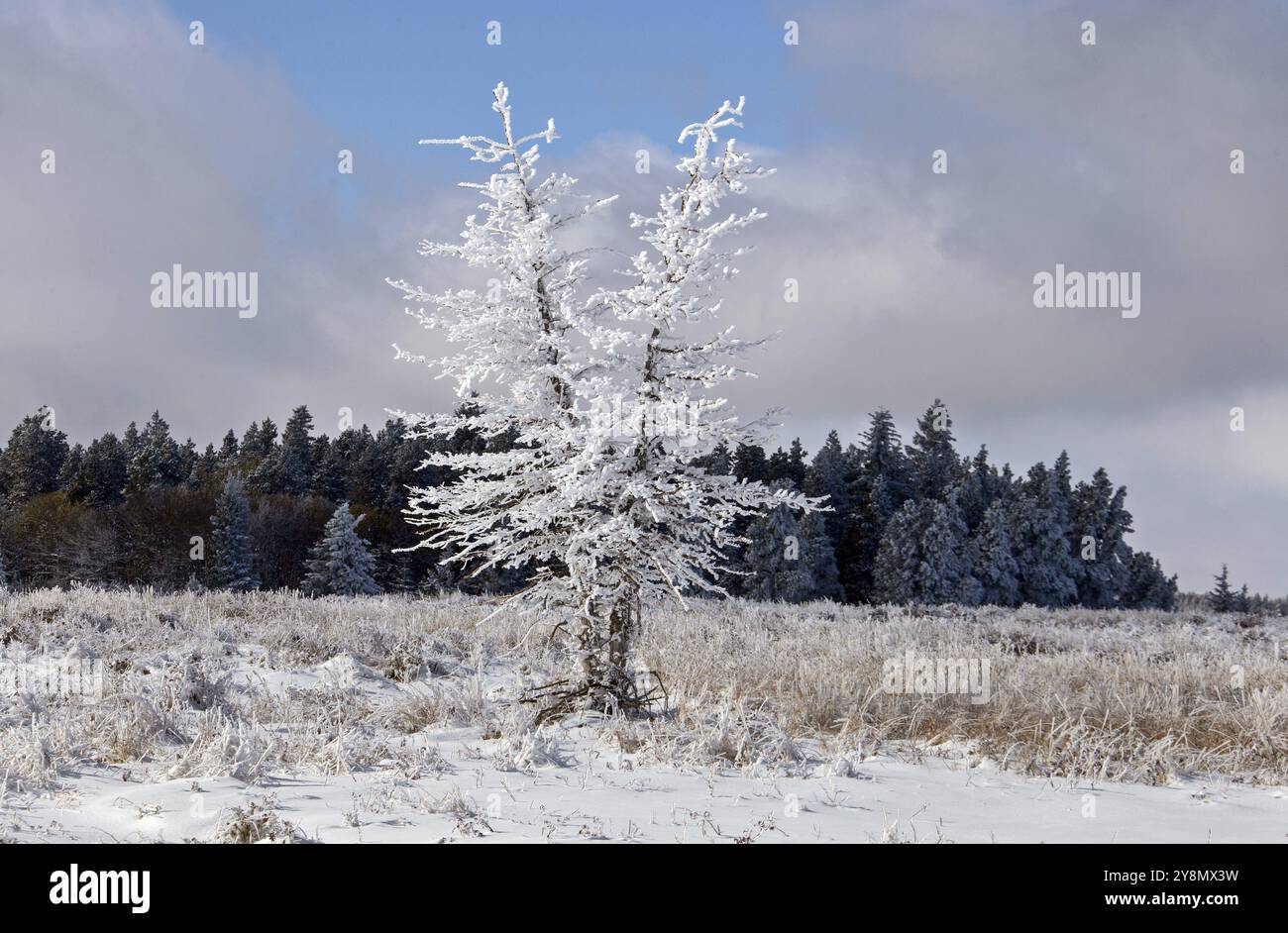 Cypress Hills First Snowfall Alberta Saskatchewan Canada Stock Photo