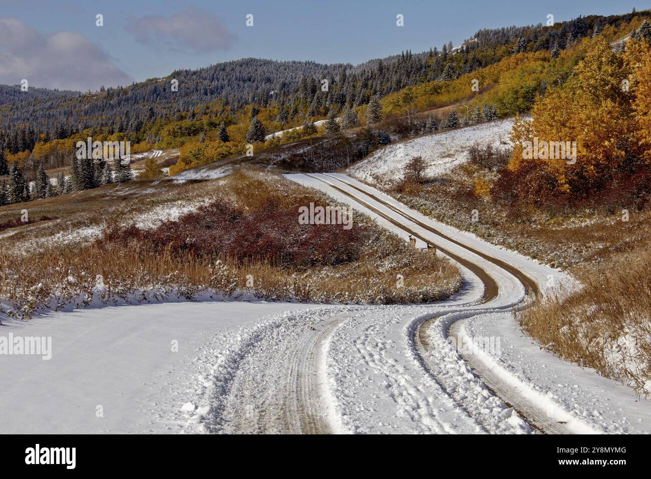 Cypress Hills First Snowfall Alberta Saskatchewan Canada Stock Photo
