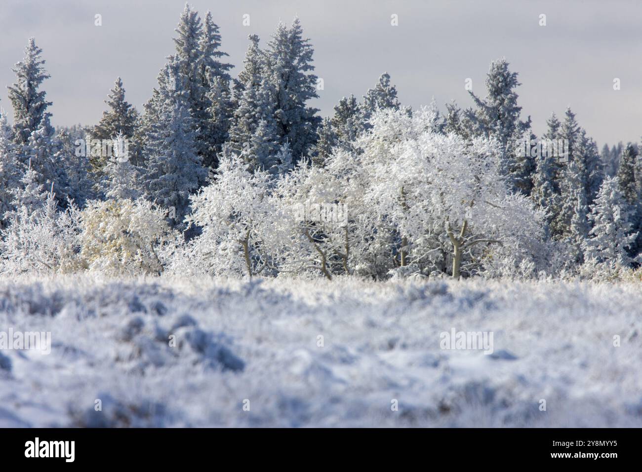Cypress Hills First Snowfall Alberta Saskatchewan Canada Stock Photo