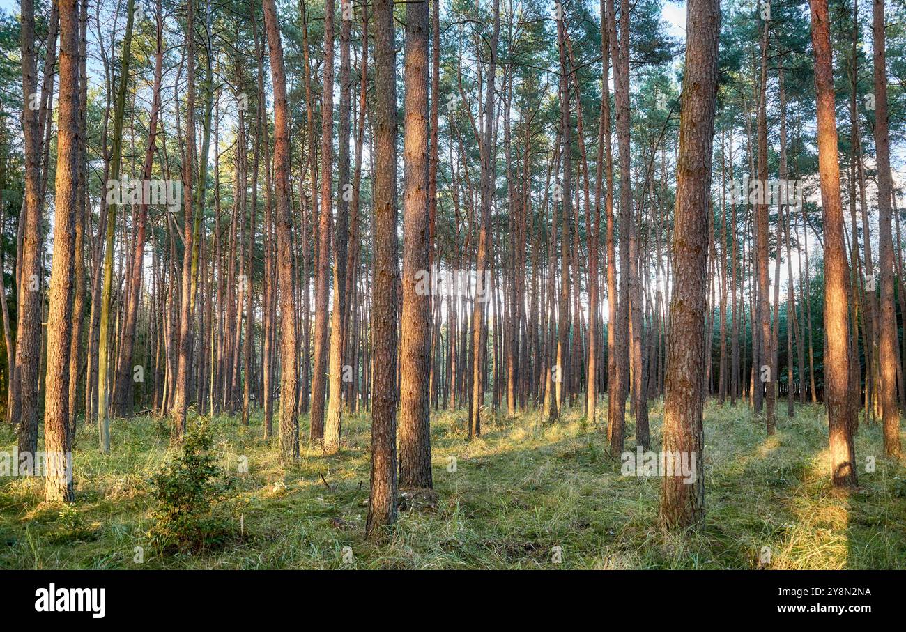 Pine forest sunset hi-res stock photography and images - Alamy