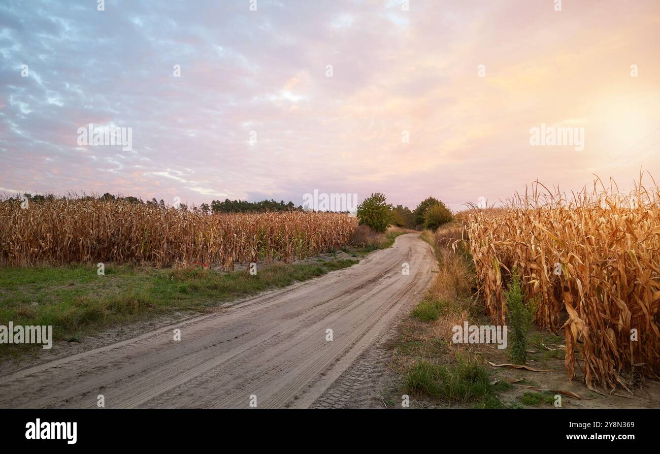 Dirt road between cornfields at sunset. Stock Photo
