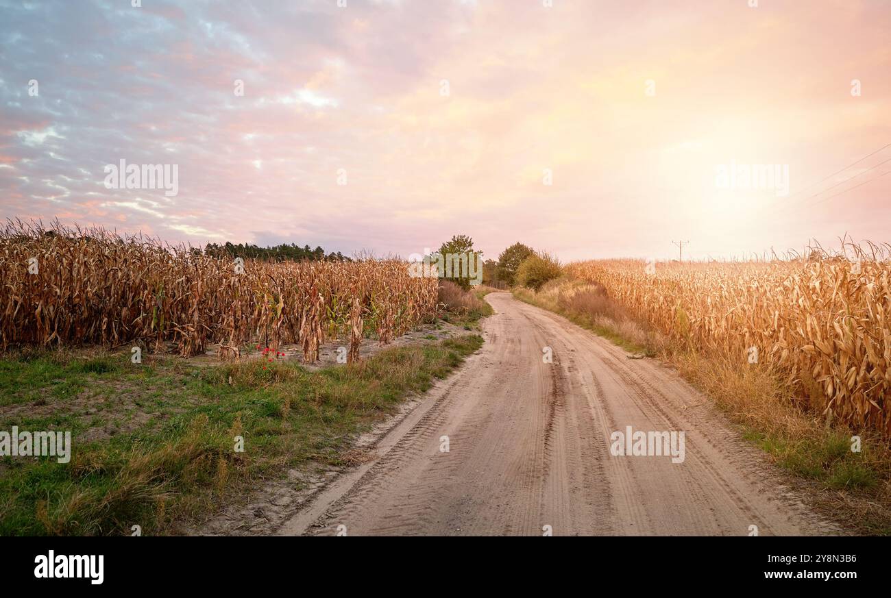 Dirt road between cornfields at sunset. Stock Photo