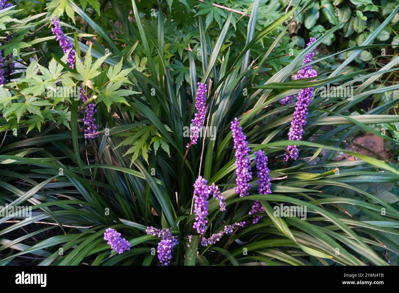 Monkey Grass Liriope muscari 'Moneymaker' Stock Photo