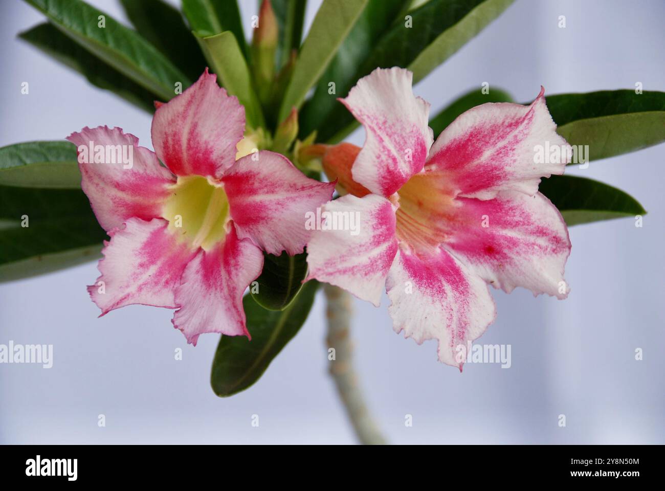 Desert rose isolated on white hi-res stock photography and images - Alamy