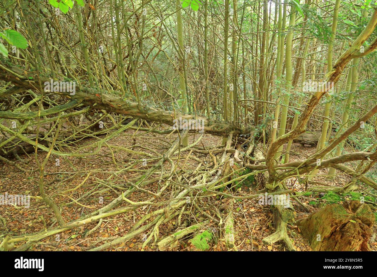 Tangled old trees branches hi-res stock photography and images - Alamy
