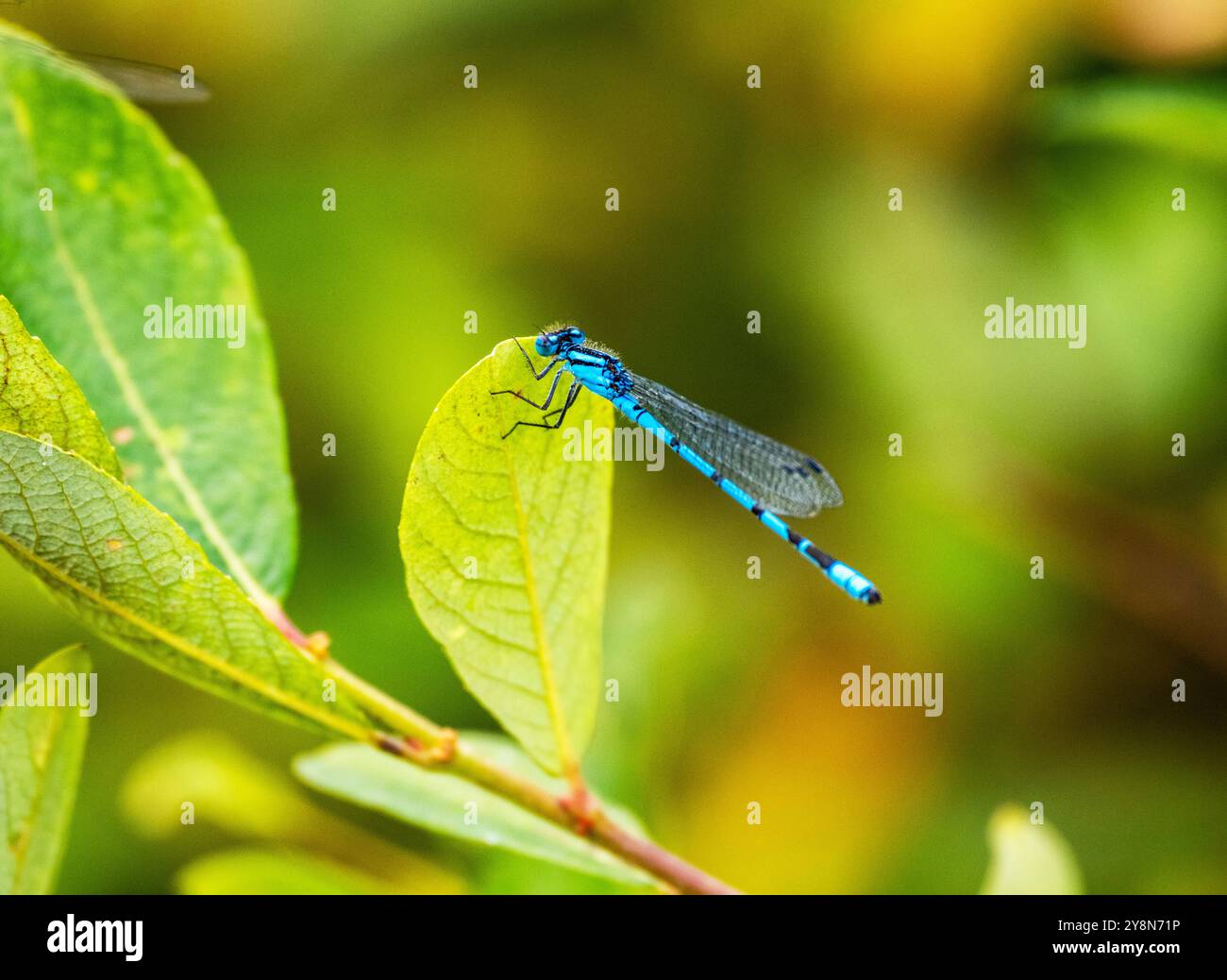 Damselfly with green eyes hi-res stock photography and images - Alamy