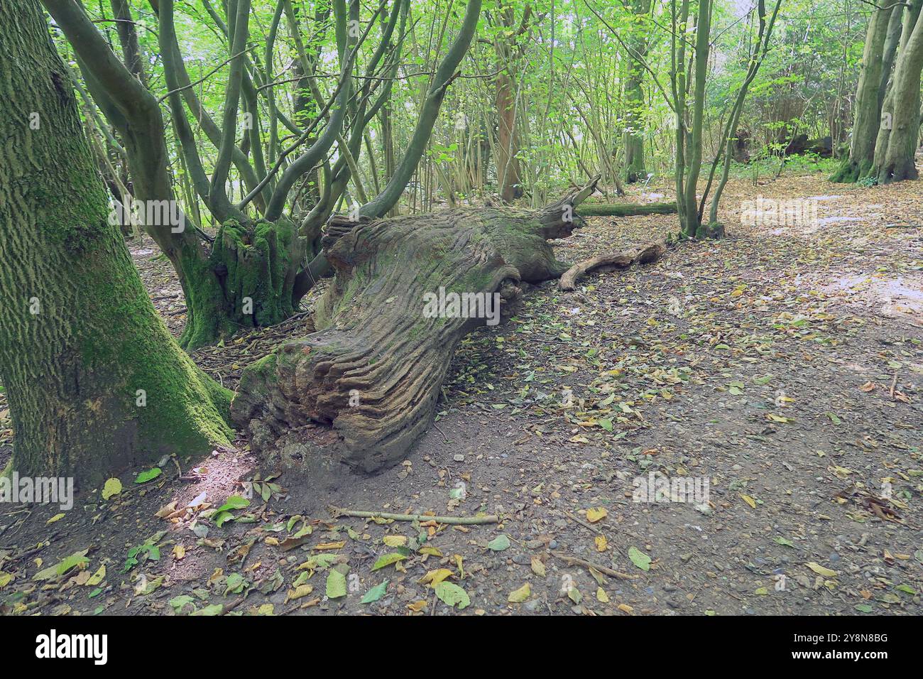 Tangled old trees branches hi-res stock photography and images - Alamy
