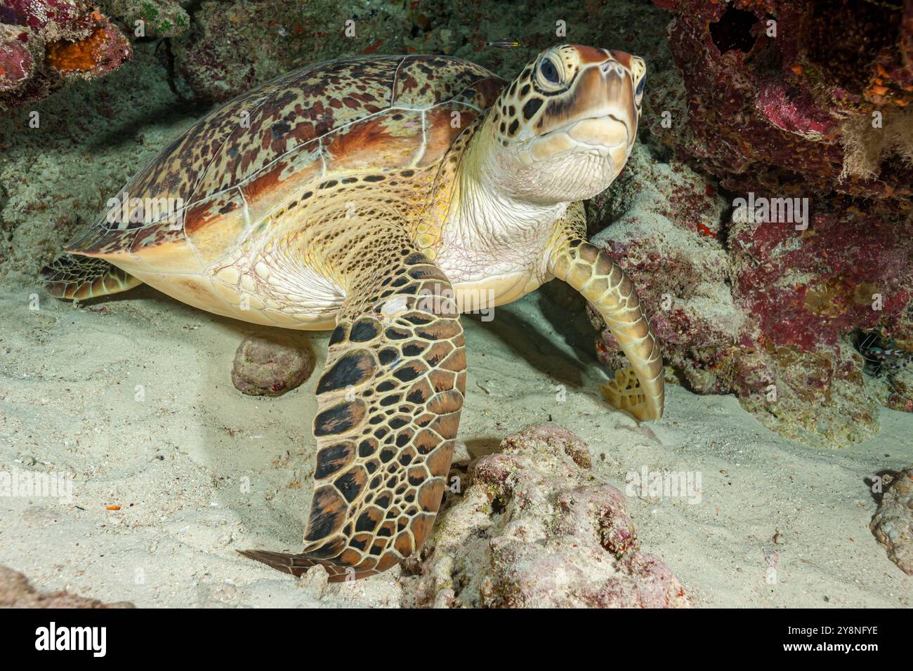 Maldives underwater sea hi-res stock photography and images - Alamy
