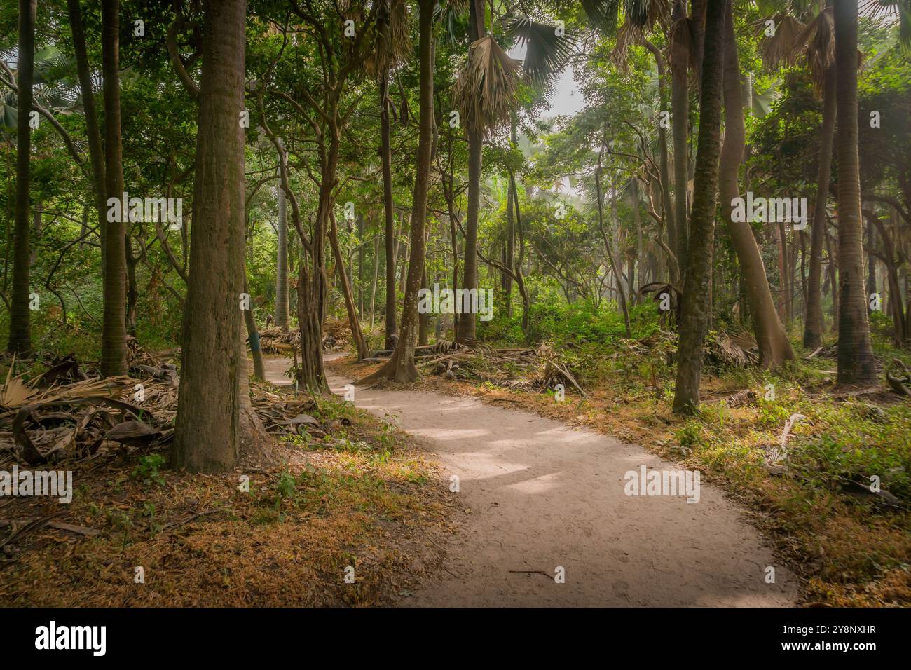 The path through the jungle forest at Serekunda, Gambia, with green palm trees. Stock Photo