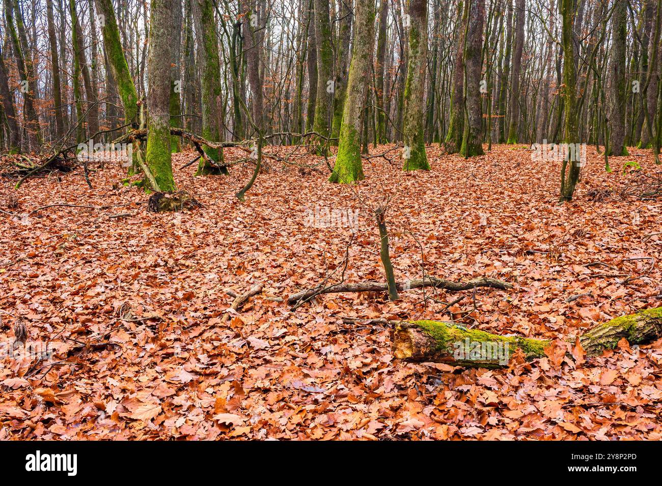 oak forest in november. brown leaves on the ground. cold weather. eaceful ambiance meditation Stock Photo