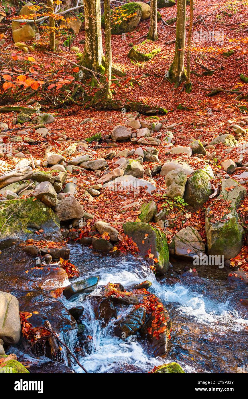 landscape with creek in the forest on an sunny autumn morning. carpathian nature scenery in fall season. scenic outdoor tourism Stock Photo