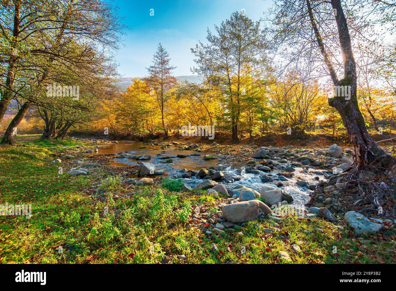 landscape with creek in the forest on an sunny autumn morning. carpathian nature scenery in fall season Stock Photo