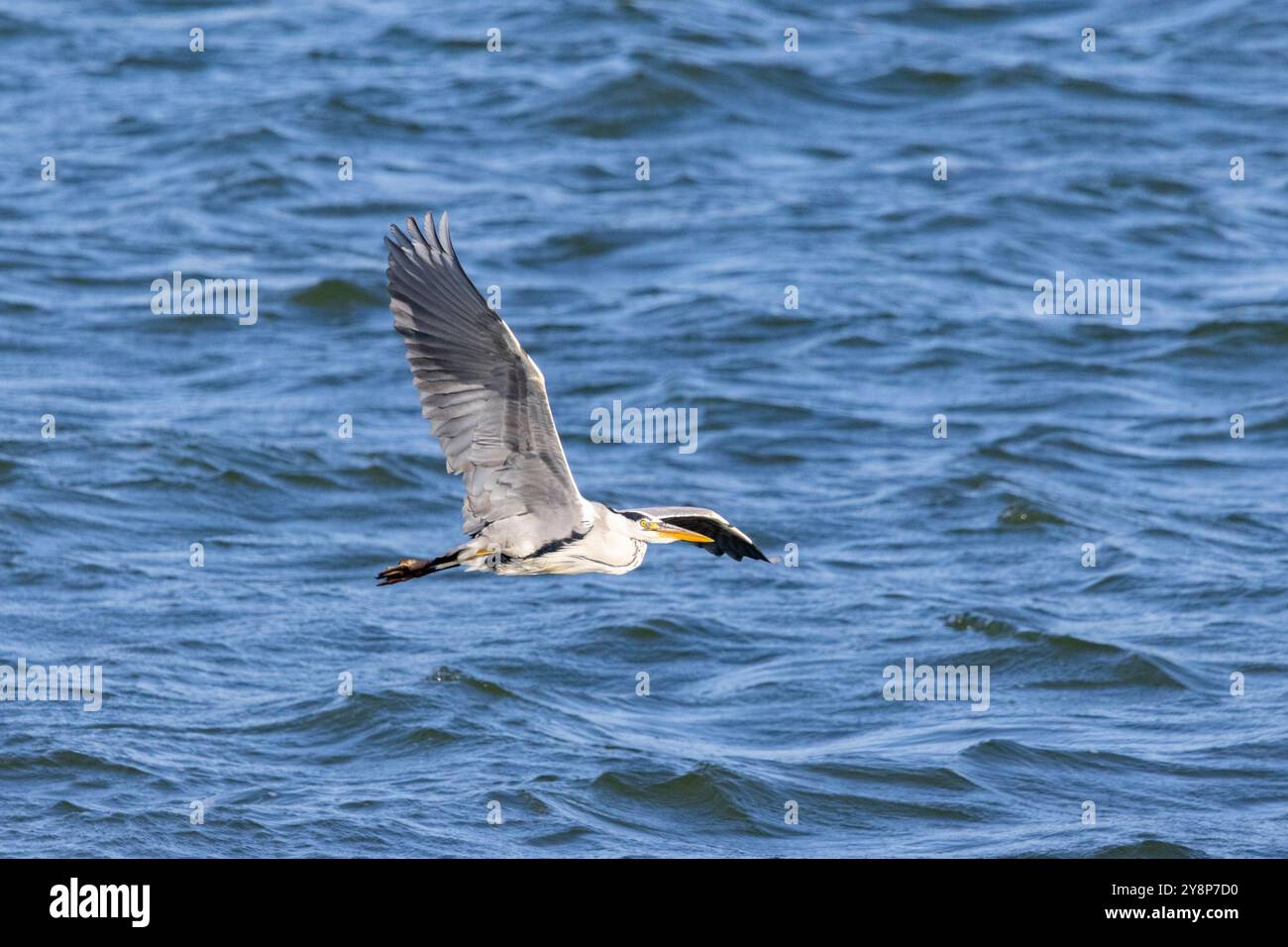 A grey heron flying Stock Photo
