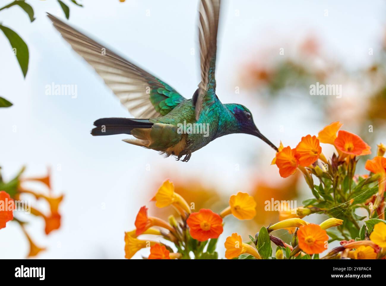 Hummingbird Colibree Colibri, Hummingbird, Trochilinae, Valle del Cocora, Salento, Quindio ...