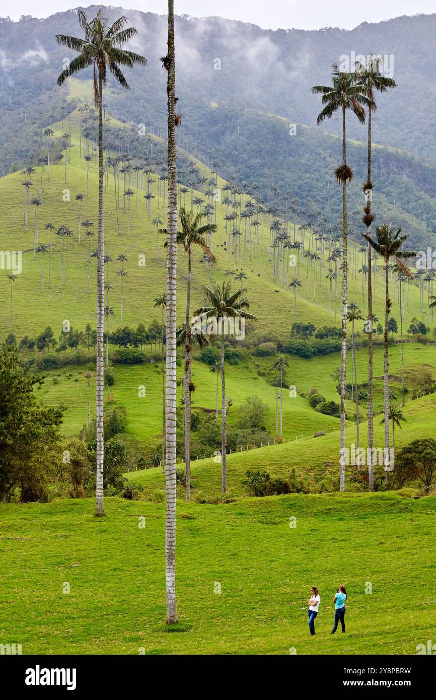 Palma De Cera Del Quind o Ceroxylon Quindiuense Valle Del Cocora palma-de-cera-del-quind-o-ceroxylon-quindiuense-valle-del-cocora