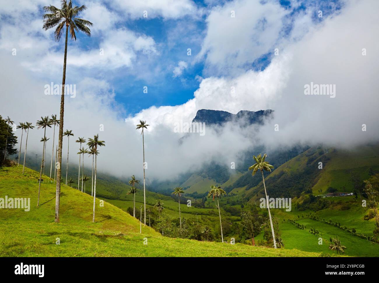 Palma De Cera Del Quind o Ceroxylon Quindiuense Valle Del Cocora palma-de-cera-del-quind-o-ceroxylon-quindiuense-valle-del-cocora
