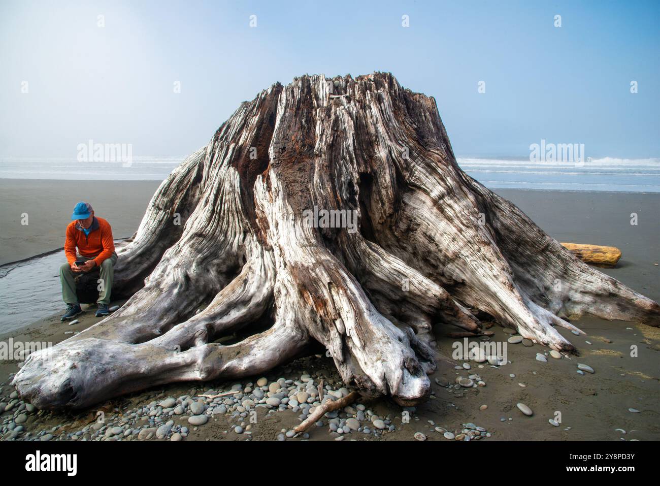 Single senior male stops next to a tree trunk which washed up onto the beach in the Olympic Peninsula and makes a business phone call. Washington. Stock Photo