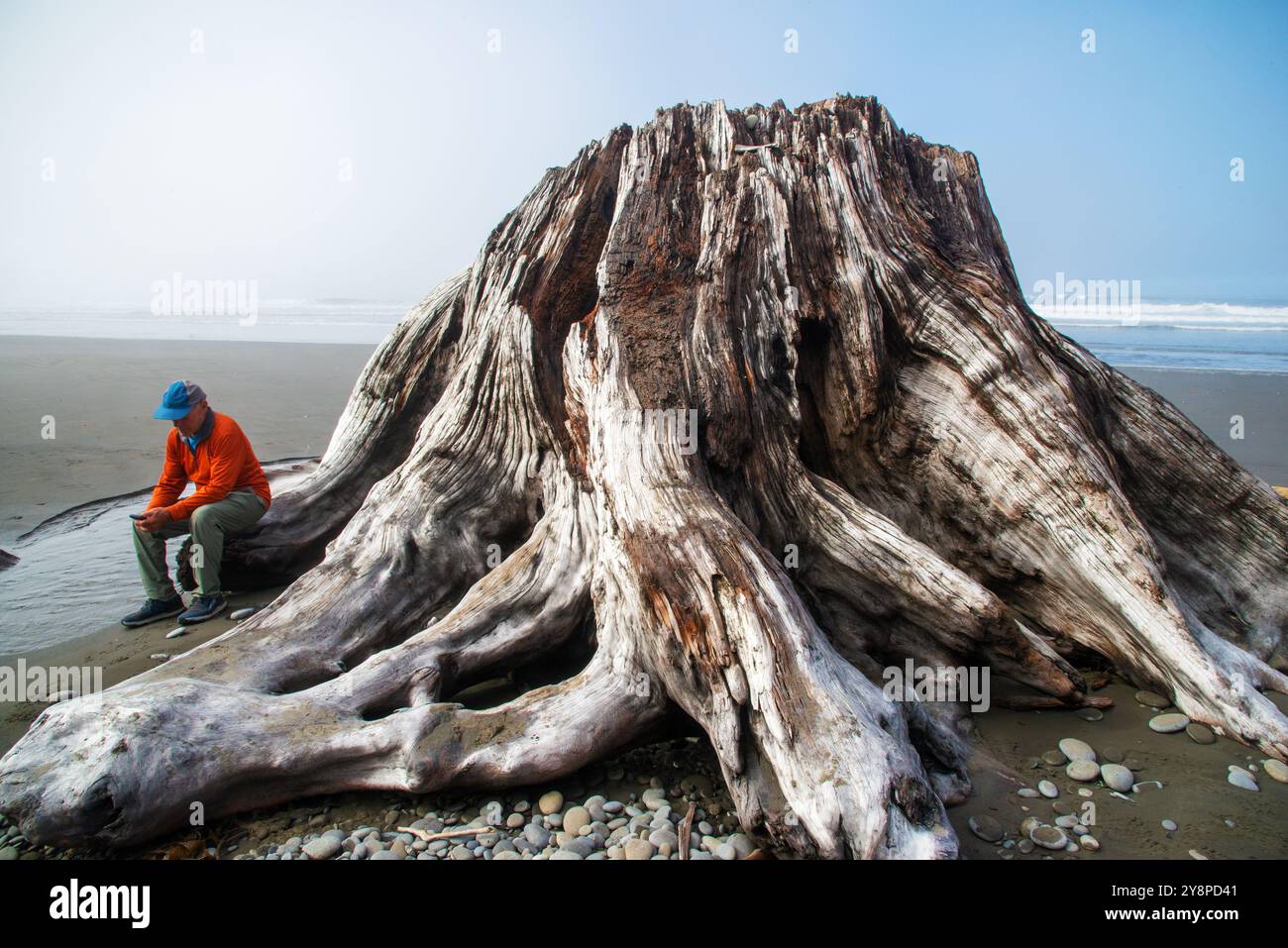 Single senior male stops next to a tree trunk which washed up onto the beach in the Olympic Peninsula and makes a business phone call. Washington. Stock Photo