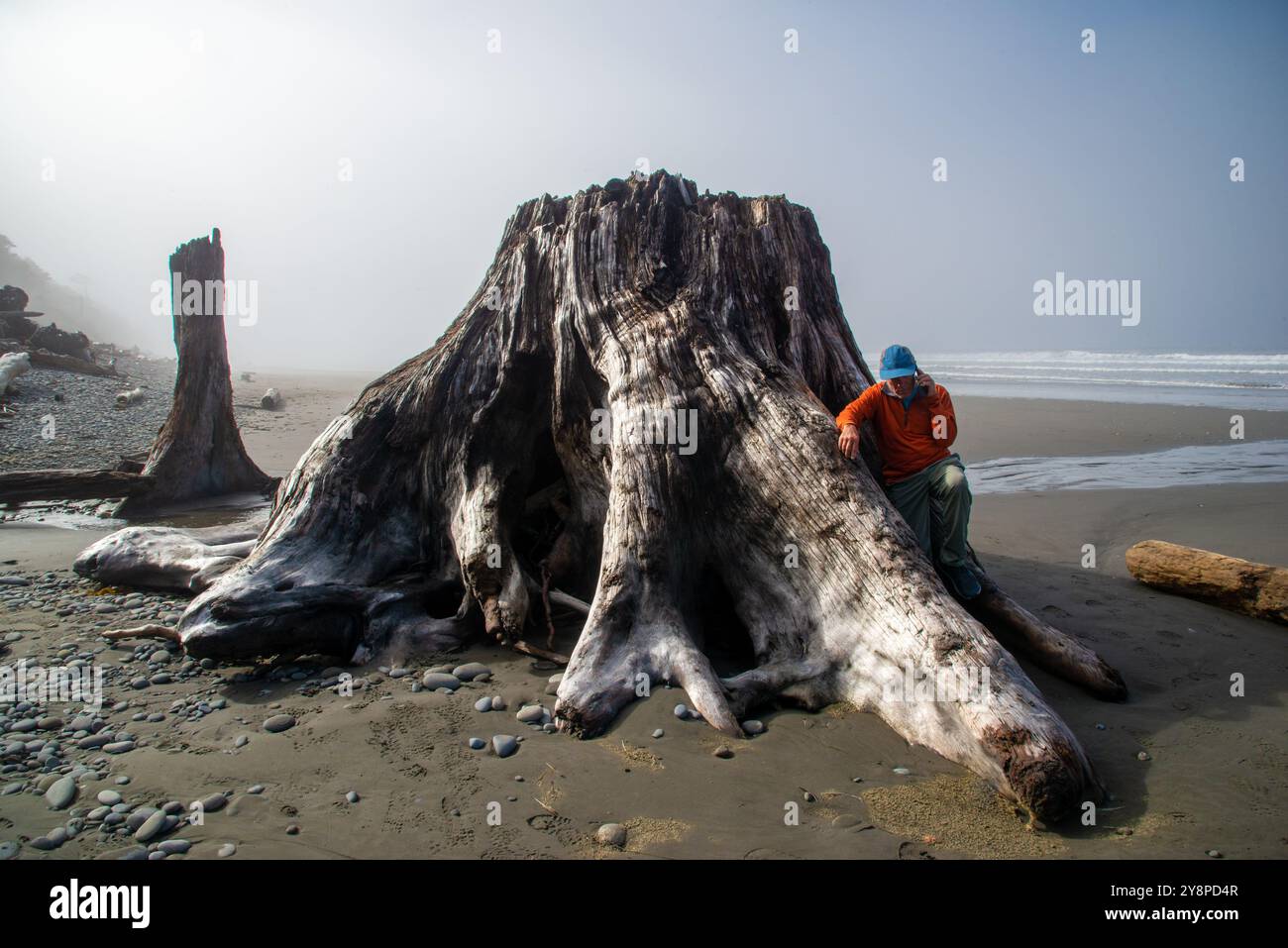 Single senior male stops next to a tree trunk which washed up onto the beach in the Olympic Peninsula and makes a business phone call. Washington. Stock Photo