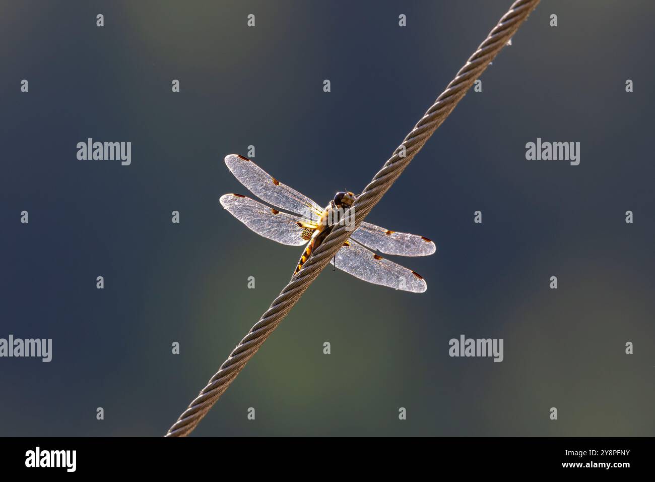 A dragonfly sitting on a wire Stock Photo
