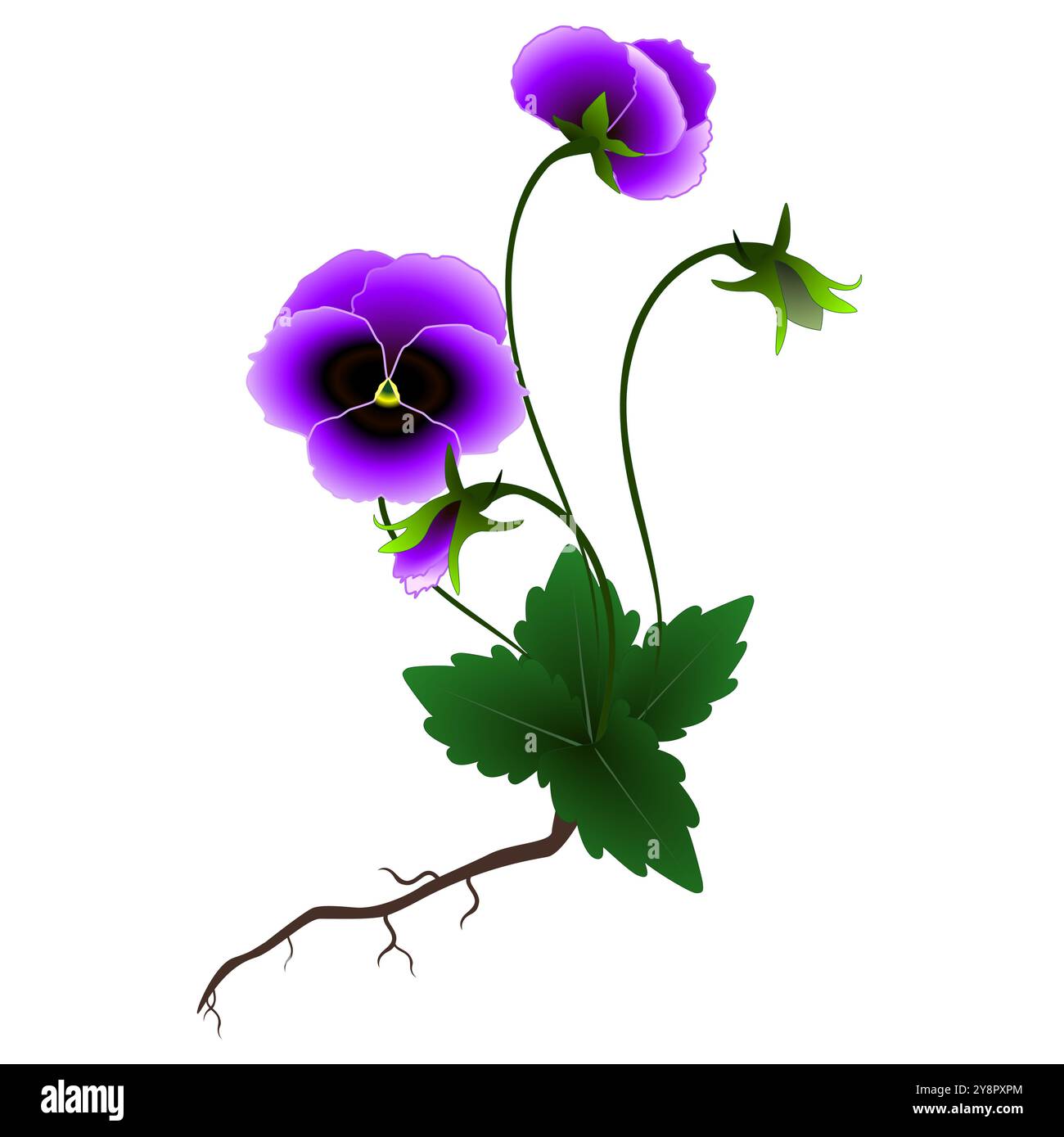 Violet plant on a white background. Stock Vector