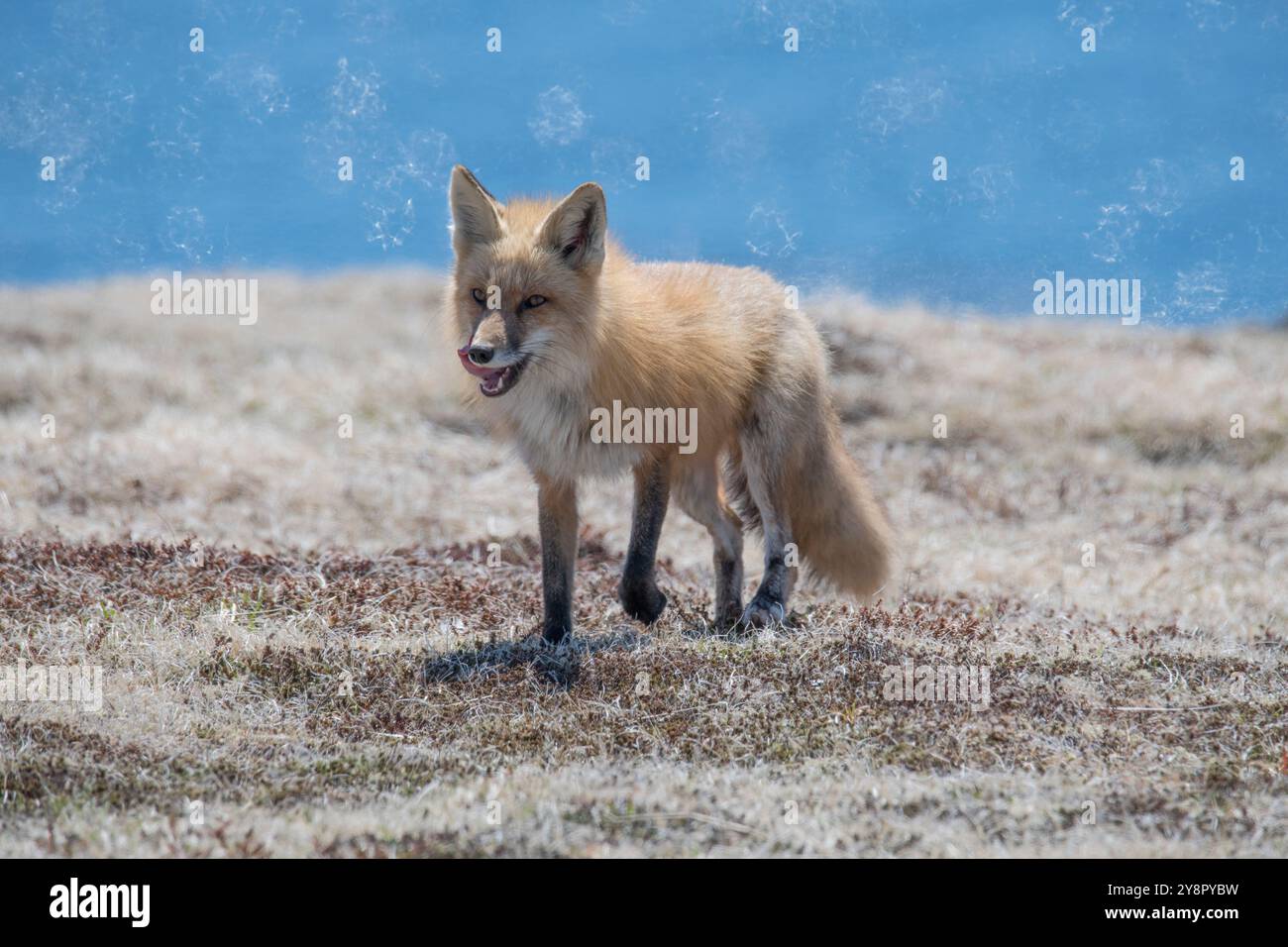 Red fox adult female heading back to her den Cape St. Mary's ...