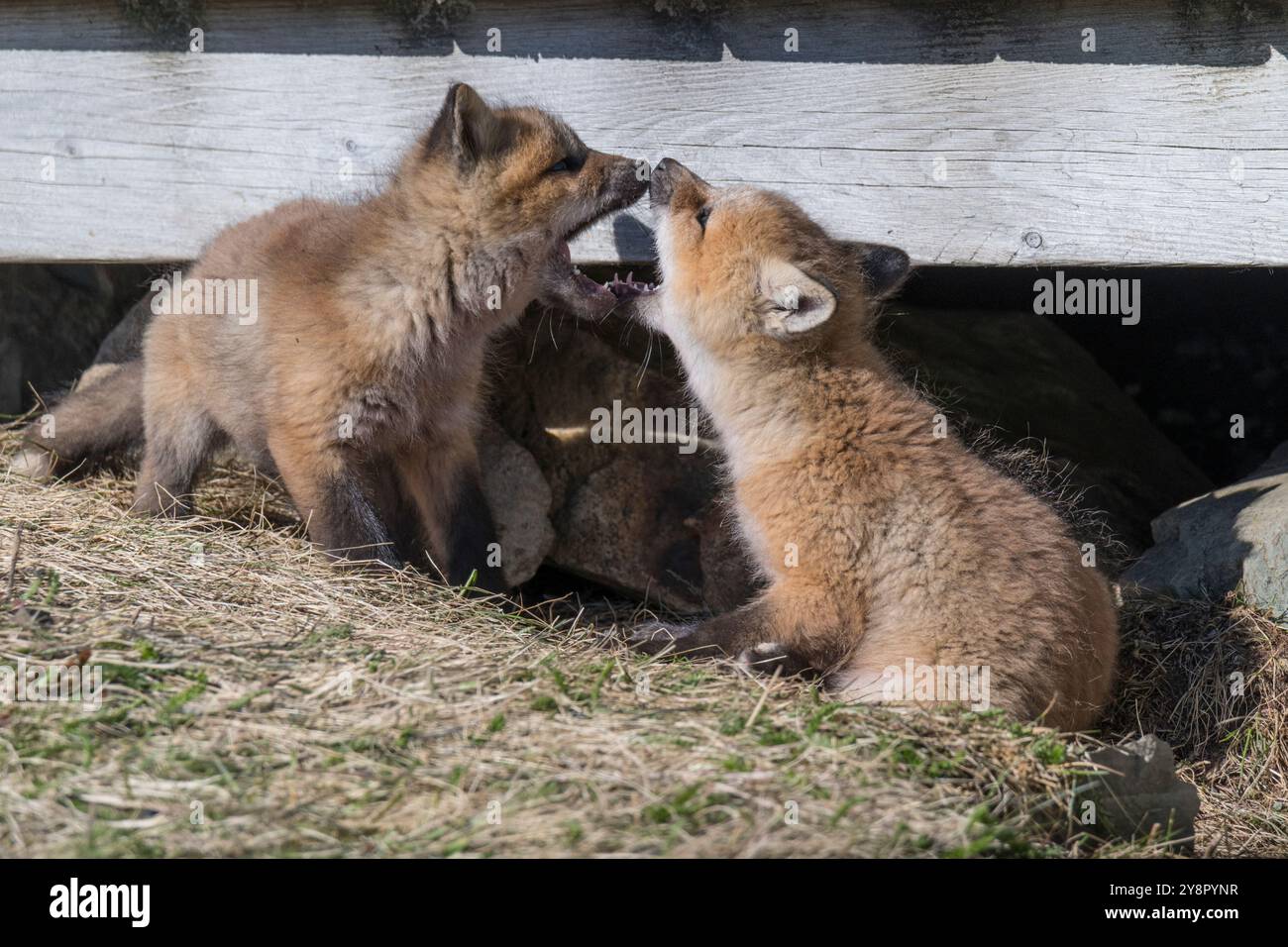 Red fox kits playing hi-res stock photography and images - Alamy