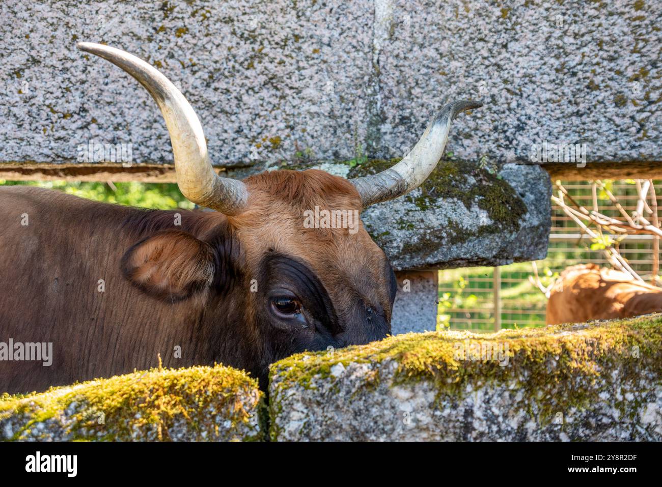 A bull with beautiful horns hiding behind a wall, Rio Caldo village in ...