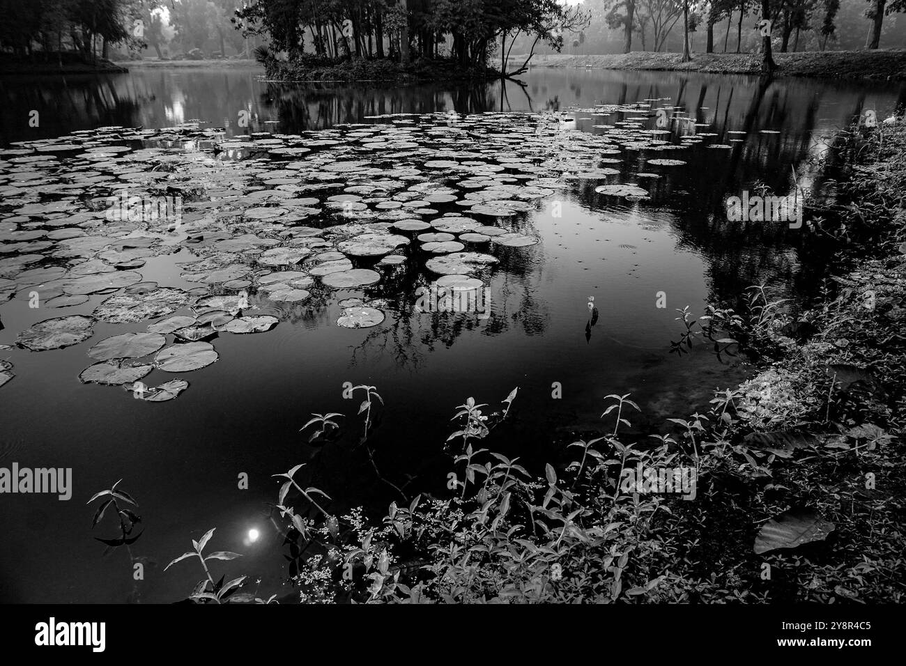 Vintage leaves over water Black and White Stock Photos & Images - Alamy