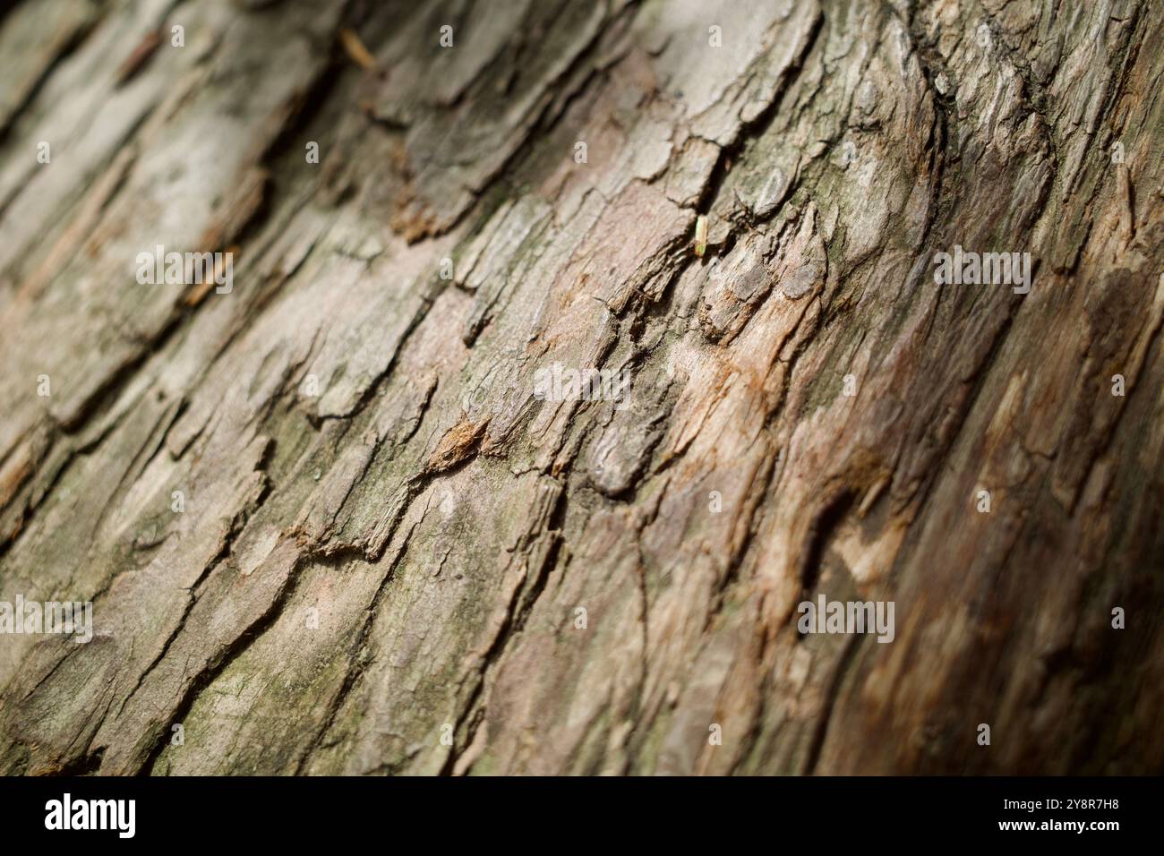 Tree Surface Woodland surface level hi-res stock photography and images - Alamy