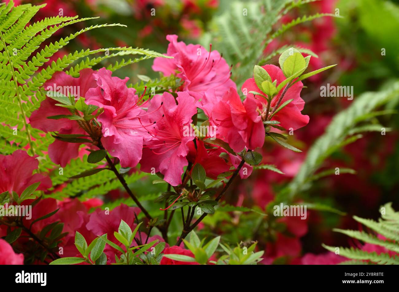 Vibrant spring flowers of Rhododendron 'Vuyk's Rosyred' in UK garden ...