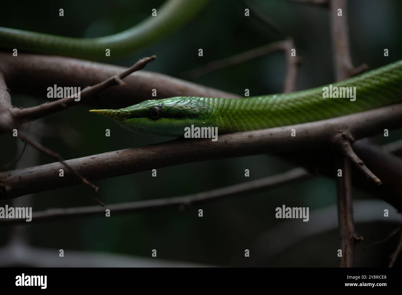 Vietnamese long-nosed snake (Gonyosoma boulengeri) on a branch, captive, Germany Stock Photo